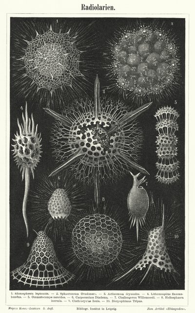 Radiolaria (gravyr) av German School