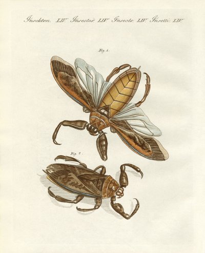 Sällsynta insekter (färgad gravyr) av German School