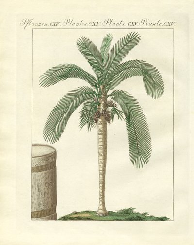 Sällsynta träd (färgad gravyr) av German School