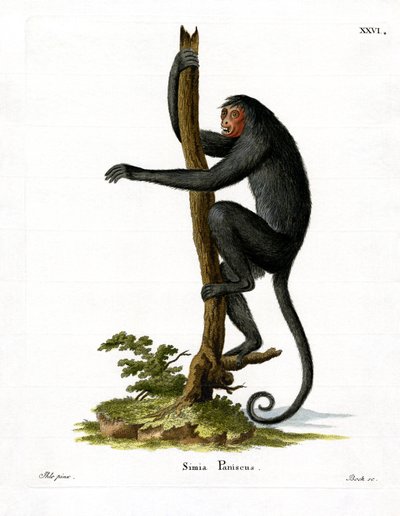 Spider Monkey med röd ansikte (färgad gravyr) av German School