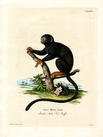 Red-handed Tamarin (färgad gravyr) av German School