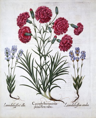 Röd nejlika och lavendel, från Hortus Eystettensis, av Basil Besler (1561-1629), pub. 1613 (handfärgad gravyr) av German School