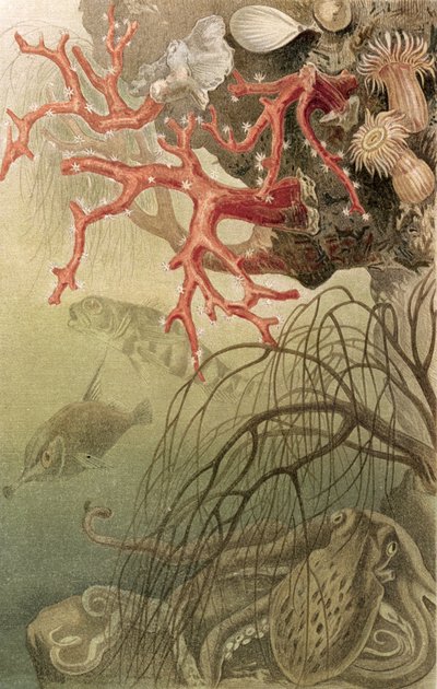 Röd korall, tallrik från Brehms Tierleben: Allgemeine Kunde des Tierreichs, vol.10, s.608, utgiven av Bibliographisches Institut, 1893 av German School