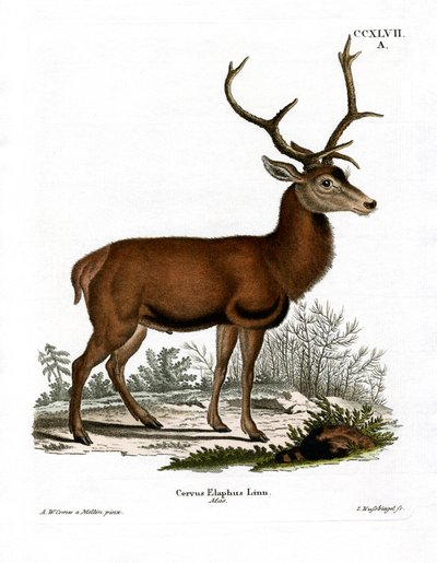 Red Deer (färgad gravyr) av German School