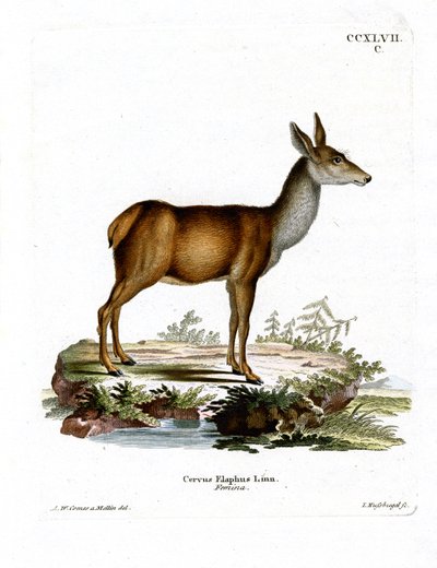 Red Deer (färgad gravyr) av German School