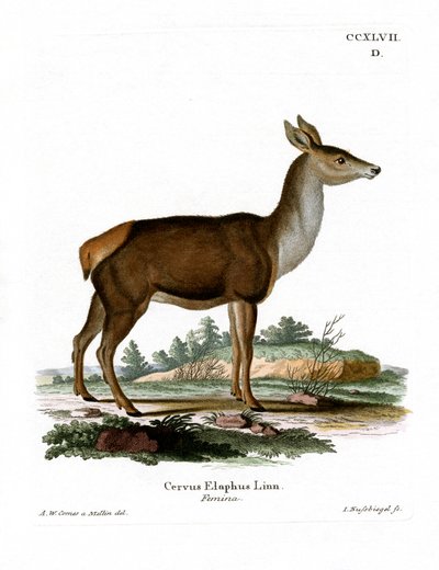 Red Deer (färgad gravyr) av German School