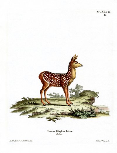 Red Deer Fawn (färgad gravyr) av German School