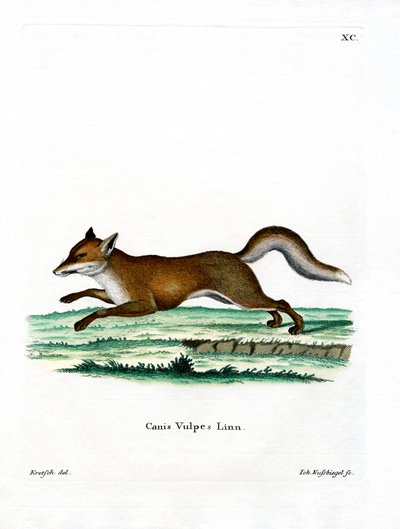 Red Fox (färgad gravyr) av German School