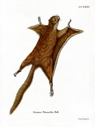 Röd jätte flygekorre (färgad gravyr) av German School