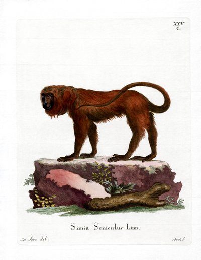 Red Howler (färgad gravyr) av German School
