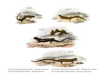 Redback Salamander (färg litho) av German School