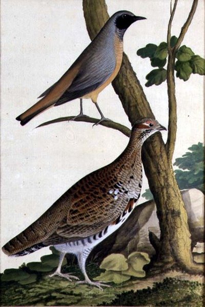 Rödstjärt (Phoenicurus phoenicurus) och hasselhöna, ca 1740 (akvarell på papper) av German School