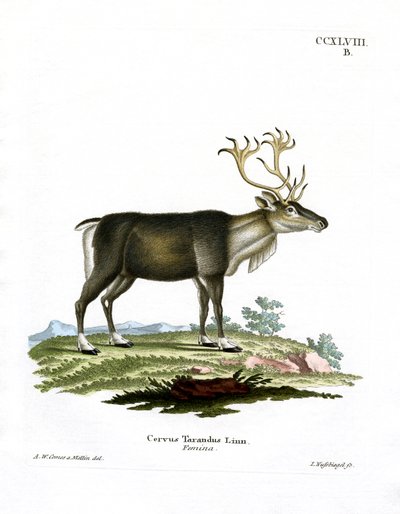 Renar (färgad gravyr) av German School