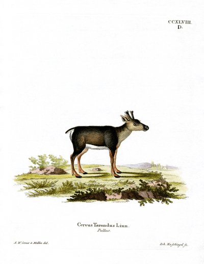 Renfawn (färgad gravyr) av German School