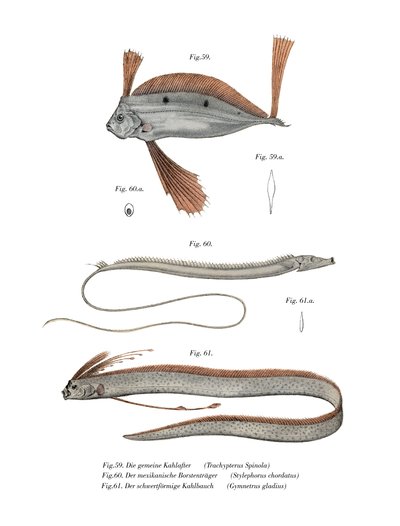 Ribbon Fish (färg litho) av German School