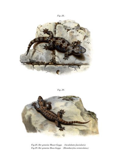Ringed Wall Gecko (färg litho) av German School