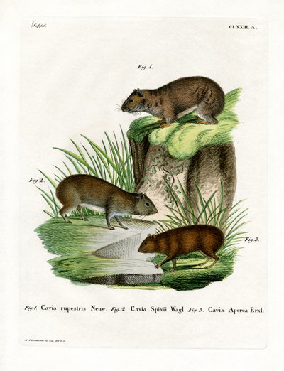 Rock Cavy (färgad gravyr) av German School