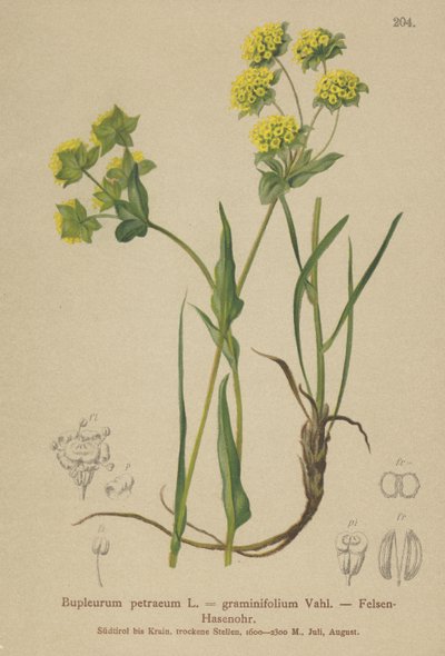 Rock Hares Ear (Bupleurum petraeum, Bupleurum graminifolium) av German School