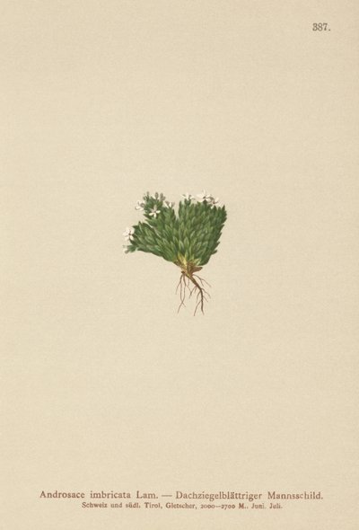 Rock Jasmine (Androsace imbricata, Aretia imbricata) av German School