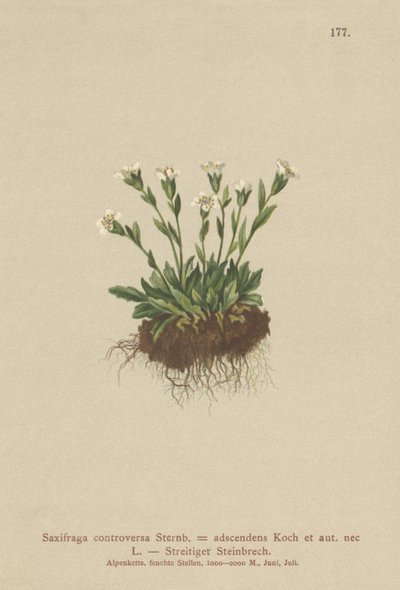 Rock Saxifrage (Saxifraga controversa, Saxifraga adscendens) av German School
