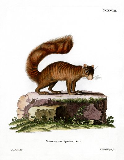 Rock Squirrel (färgad gravyr) av German School