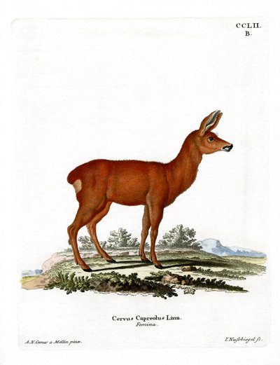 Rådjur (färgad gravyr) av German School