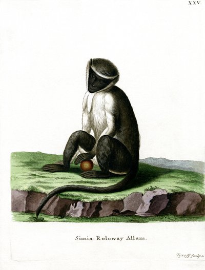 Roloway Guenon (färgad gravyr) av German School