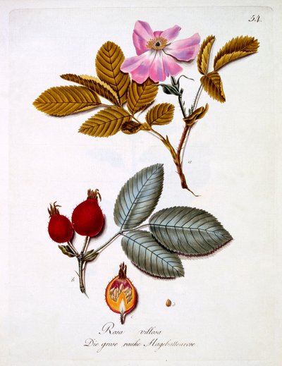 Rosa villosa, illustration från en bok med tyska vilda blommor av Johann Daniel von Reitter, publicerad ca 1803-5 av German School
