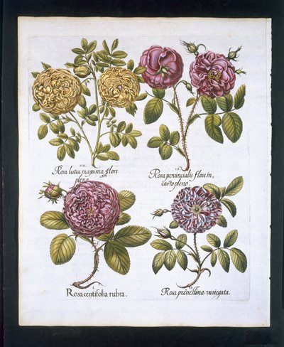 Rosor, tallrik 95 från Hortus Eystettensisby Basil Besler (1561-1629) pub. 1613 (handfärgad gravyr) av German School