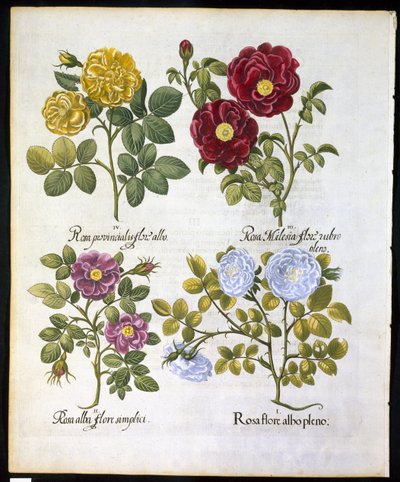 Rosor, tallrik 96 från Hortus Eystettemsis av Basil Besler (1561-1629) pub 1613 (handfärgad gravyr) av German School