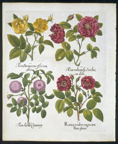 Rosor, tallrik 96 från Hortus Eystettensis av Basil Besler (1561-1629) pub 1613 (handfärgad gravyr) av German School
