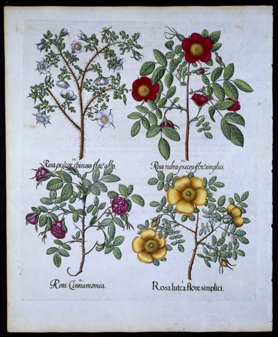 Rosor, tallrik 98 från Hortus Eystettensisby Basil Besler (1561-1629) pub. 1613 (handfärgad gravyr) av German School