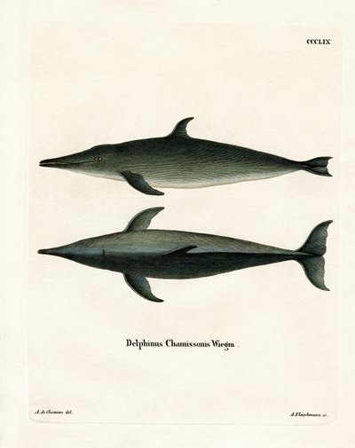 Grovtandad delfin (färgad gravyr) av German School