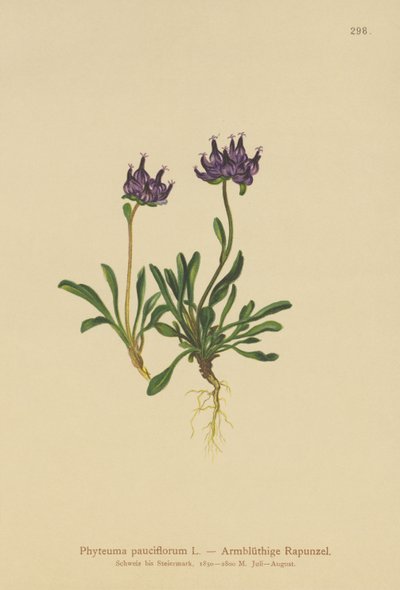 Rampion med rund huvud (Phyteuma pauciflorum, Rapunculus pauciflorus, Phyteuma globulariifolium) av German School