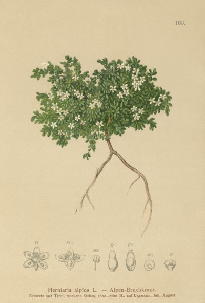 Rupturört (Herniaria alpina, Herniaria ciliolata) av German School