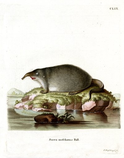 Ryska Desman (färgad gravyr) av German School