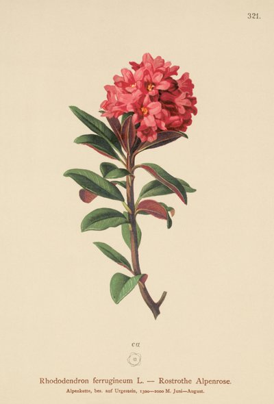 Rostig blad alpenrosa (Rhododendron ferrugineum) av German School