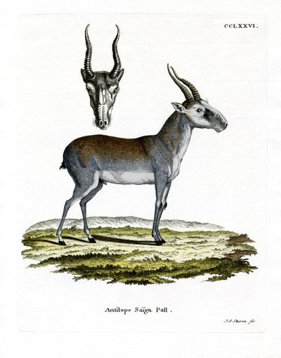 Saiga (färgad gravyr) av German School