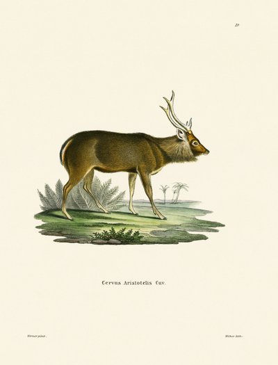 Sambar (färgad gravyr) av German School