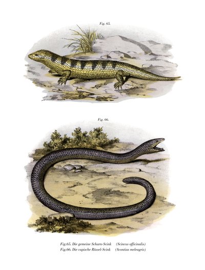 Sandfish Skink (färg litho) av German School