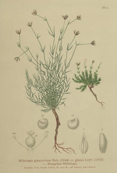 Sandört (Moehringia glaucovirens, Möhringia glaucovirens, Möhringia glauca, Moehringia glauca, Arenaria glaucovirens) av German School