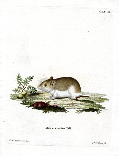 Sandy Mole Rat (färgad gravyr) av German School