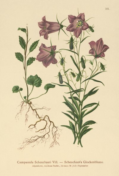 Scheuchzers Bellflower (Campanula Scheuzeri) av German School