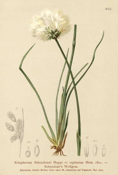 Scheuchzers bomullsgräs (Eriophorum Scheuchzeri, Eriophorum capitatum) av German School