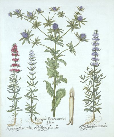 Sea Holly och tre sorters isop, från Hortus Eystettensis, av Basil Besler (1561-1629), pub. 1613 (handfärgad gravyr) av German School