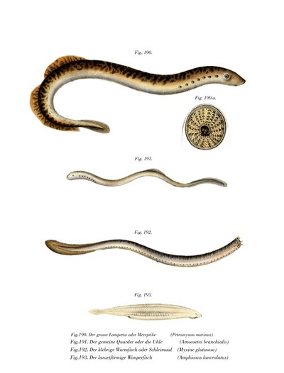 Sea Lamprey (färg litho) av German School