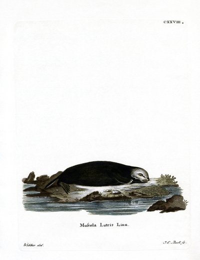 Sea Otter (färgad gravyr) av German School