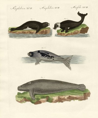 Sigill och valrossar (färgad gravyr) av German School