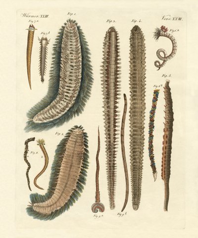 Sjömaskar (färgad gravyr) av German School