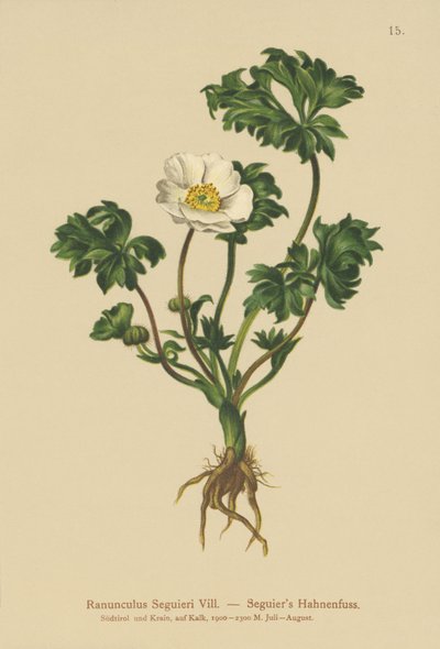 Seguiers kråkfot (Ranunculus Seguieri) av German School